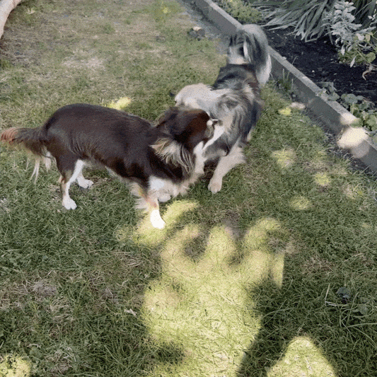 PawAura - Schonendes Ultraschall - Training für eine ruhige Atmosphäre